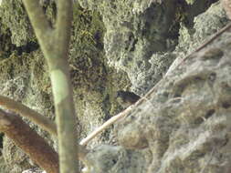 Sivun Gypsophila crispifrons (Blyth 1855) kuva