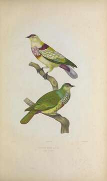 Image of Many-colored Fruit Dove