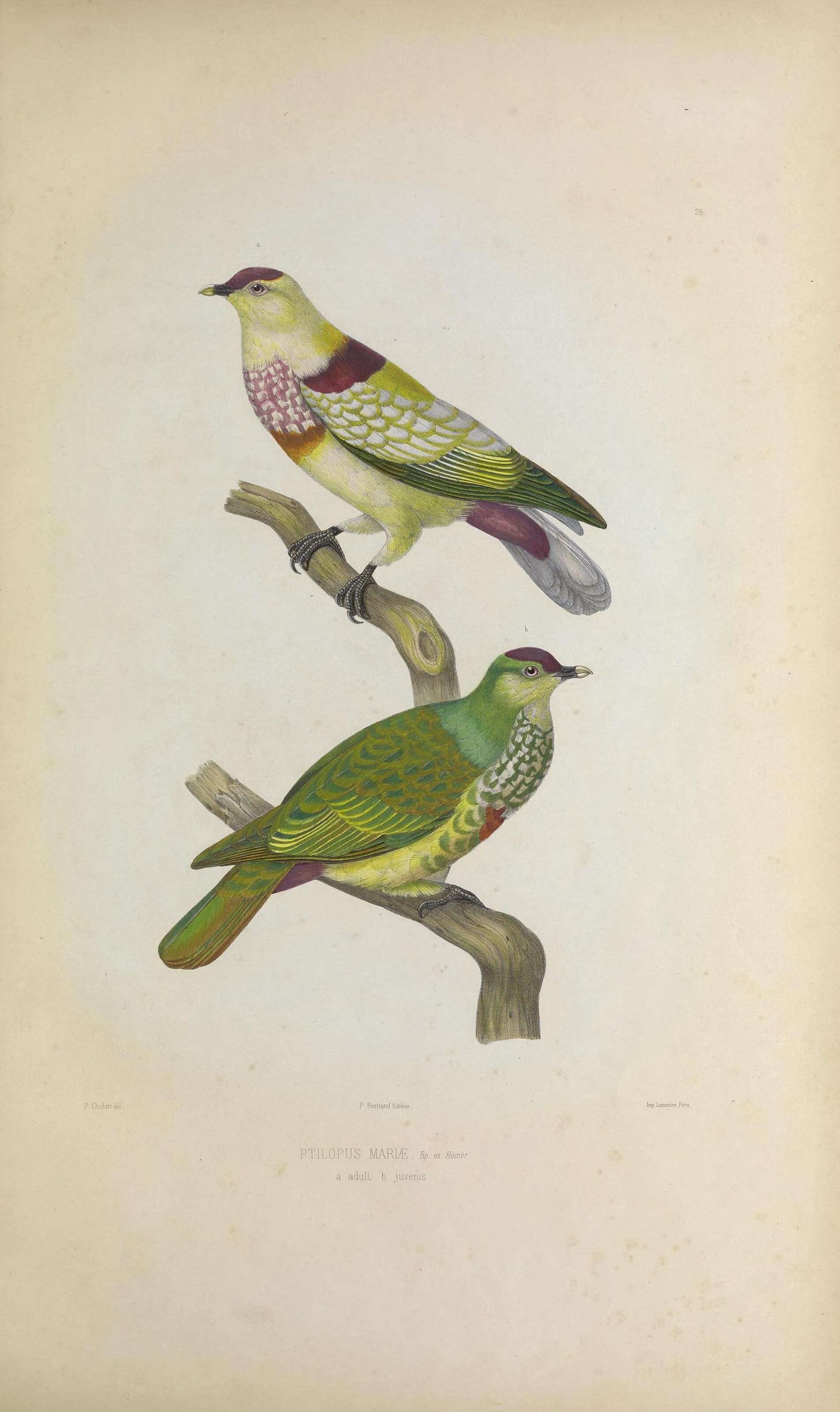 صورة Ptilinopus perousii Peale 1849