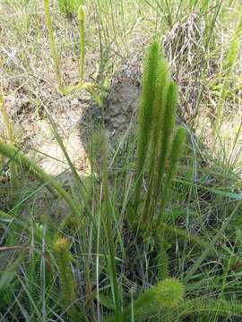 Image of Feather-Stem Club-Moss