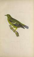 Image of Sao Tome Green Pigeon