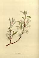 Imagem de Prunus pumila L.