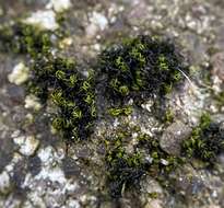 Image of ptychomitrium moss