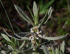 Imagem de Scaevola canescens Benth.