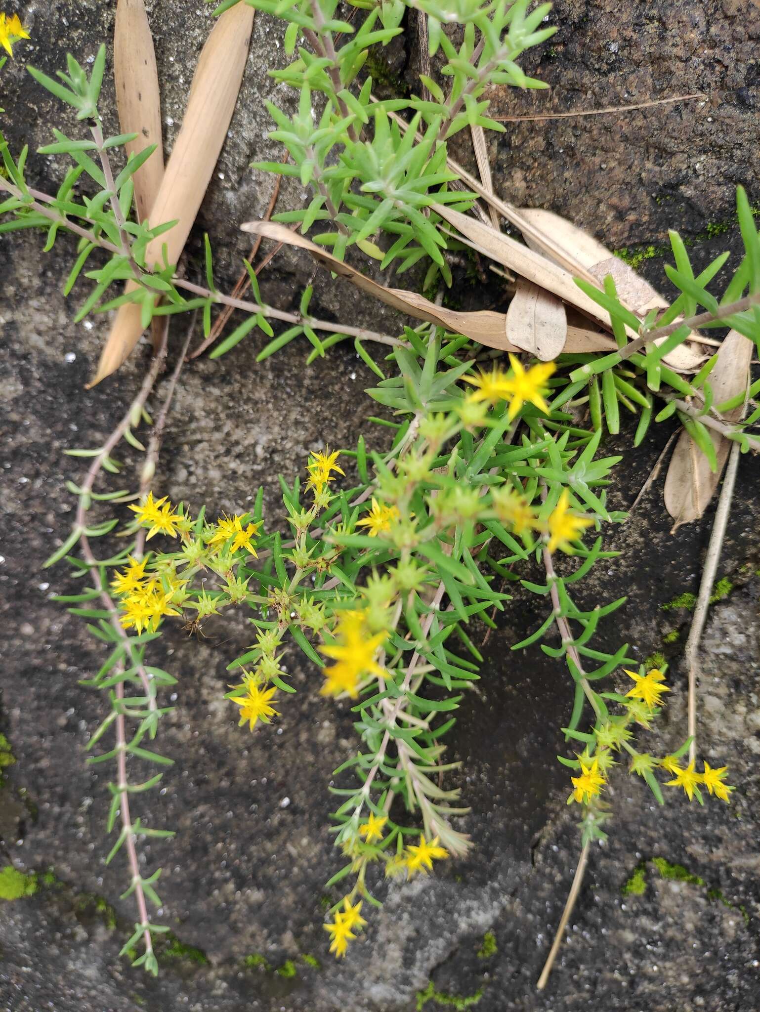 Image of needle stonecrop