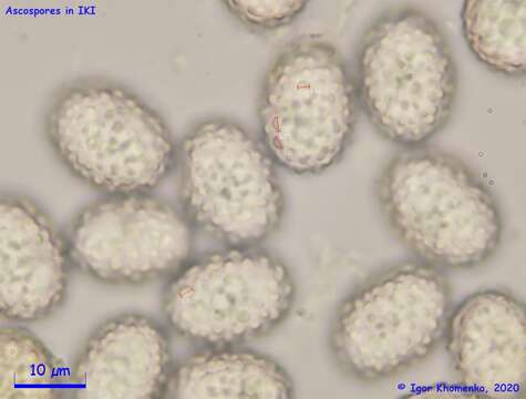 Image of Scutellinia umbrorum (Fr.) Lambotte 1887