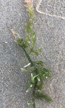 Image of Caulerpa racemosa