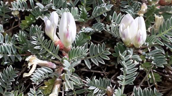 Image of <i>Astragalus terraccianoi</i>