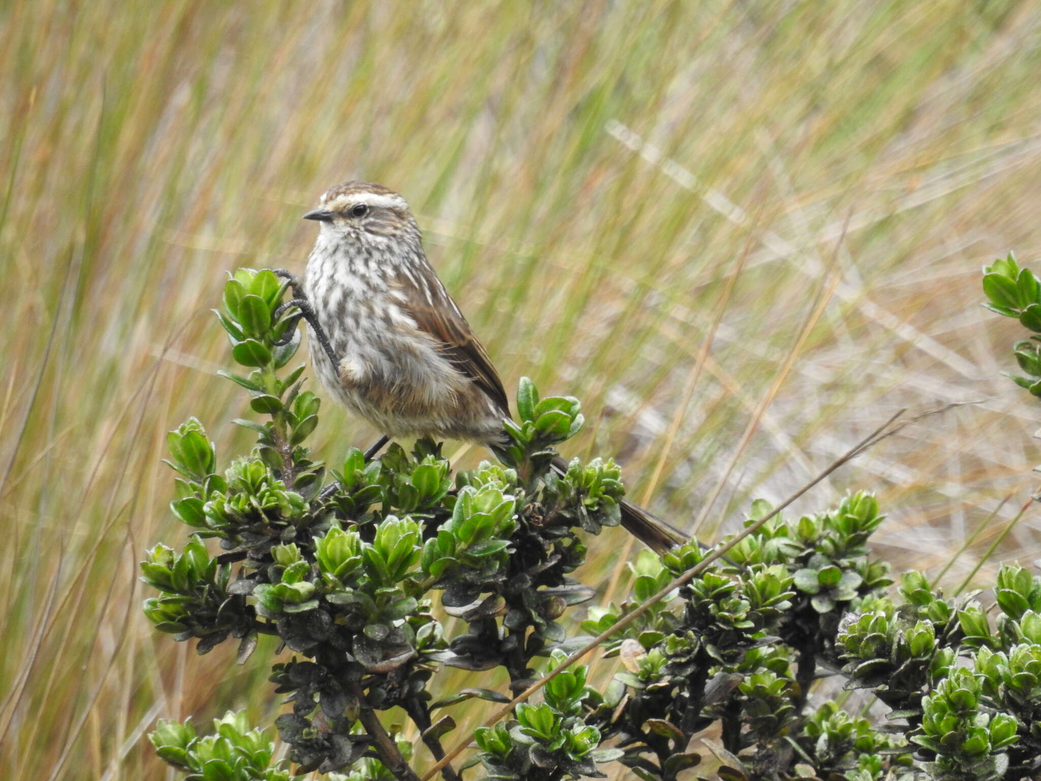 Image of Andean Tit-Spinetail