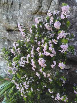 Image of Erica caterviflora Salisb.