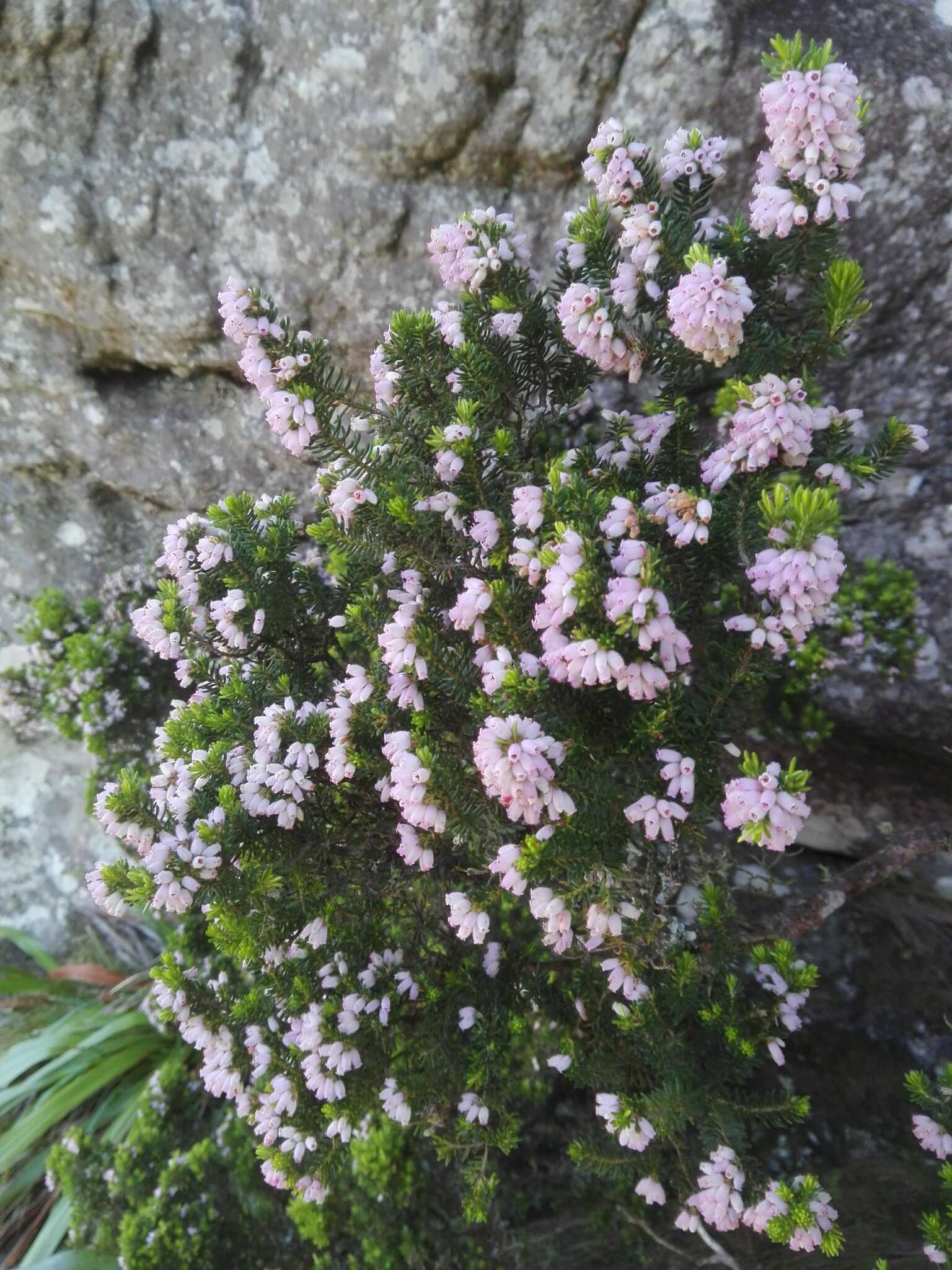 Image de Erica caterviflora Salisb.