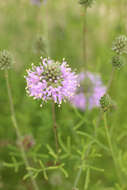 Image of Feay's prairie clover