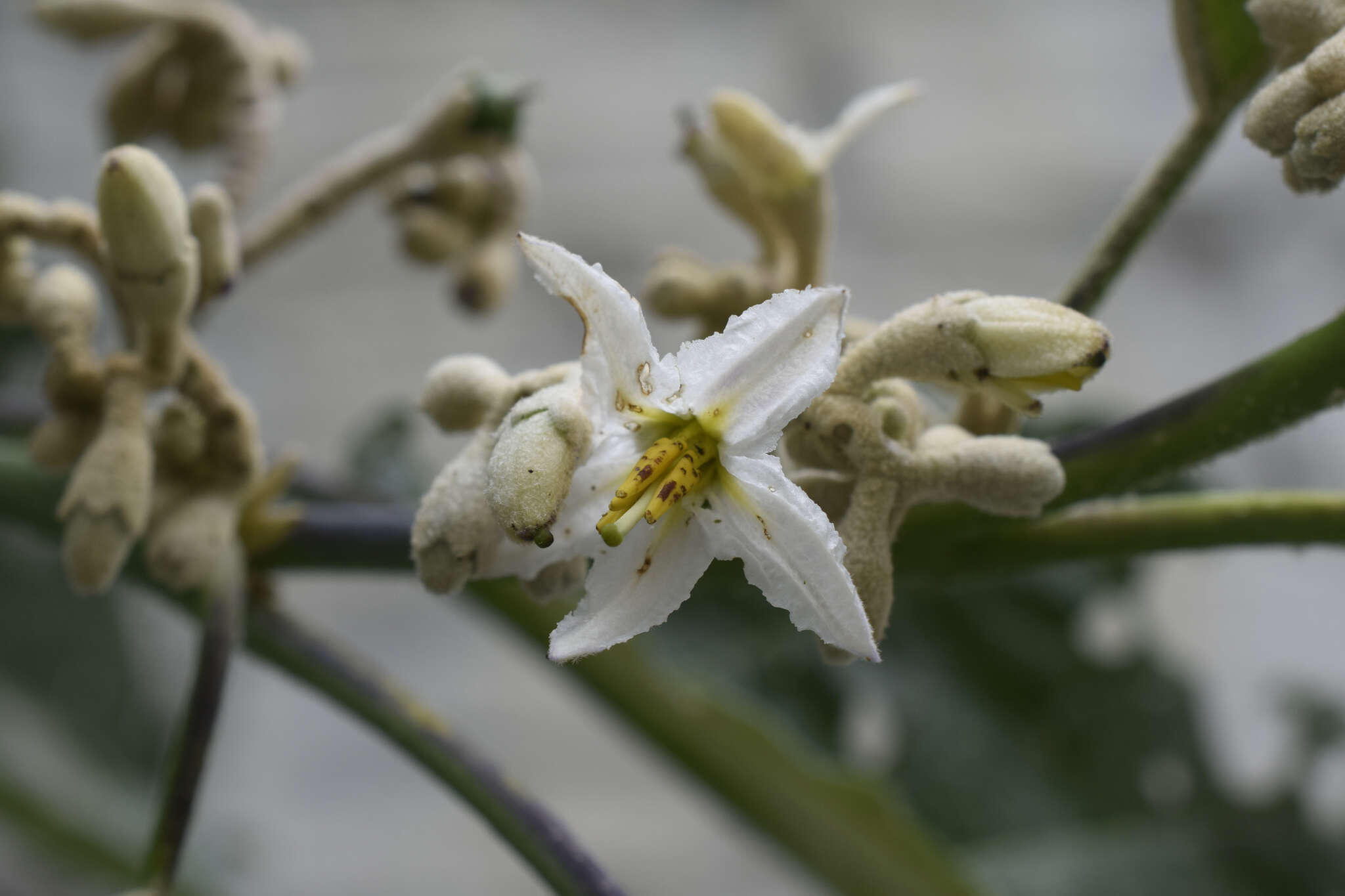 Solanum albidum Dun.的圖片