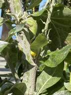 Image of Verbascum gnaphalodes Bieb.