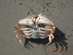 Image of ocellate box crab