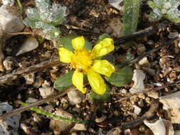 Image of coastal ragwort