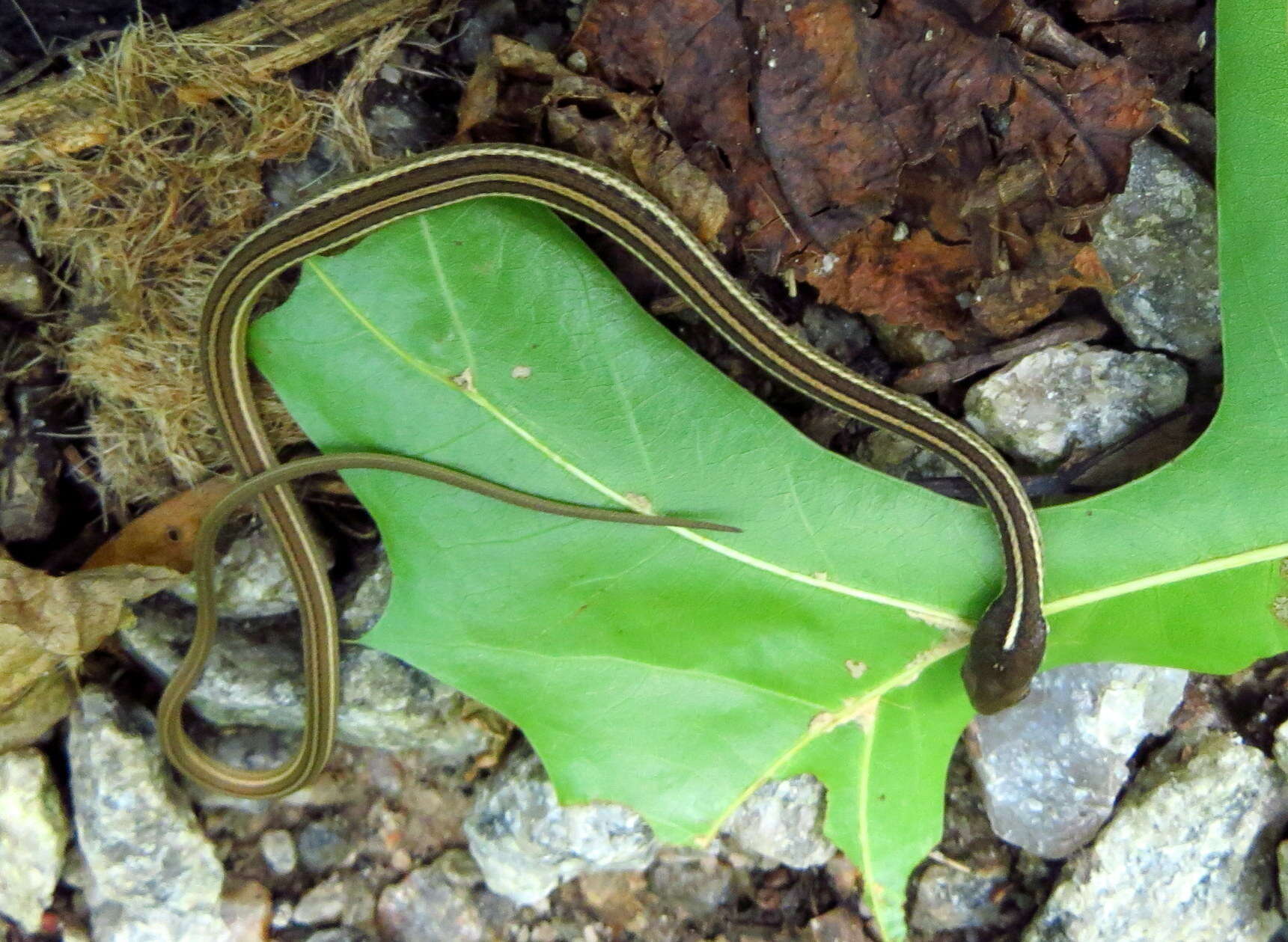 Image of Thamnophis saurita saurita (Linnaeus 1766)