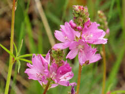 Слика од Sidalcea oregana subsp. oregana