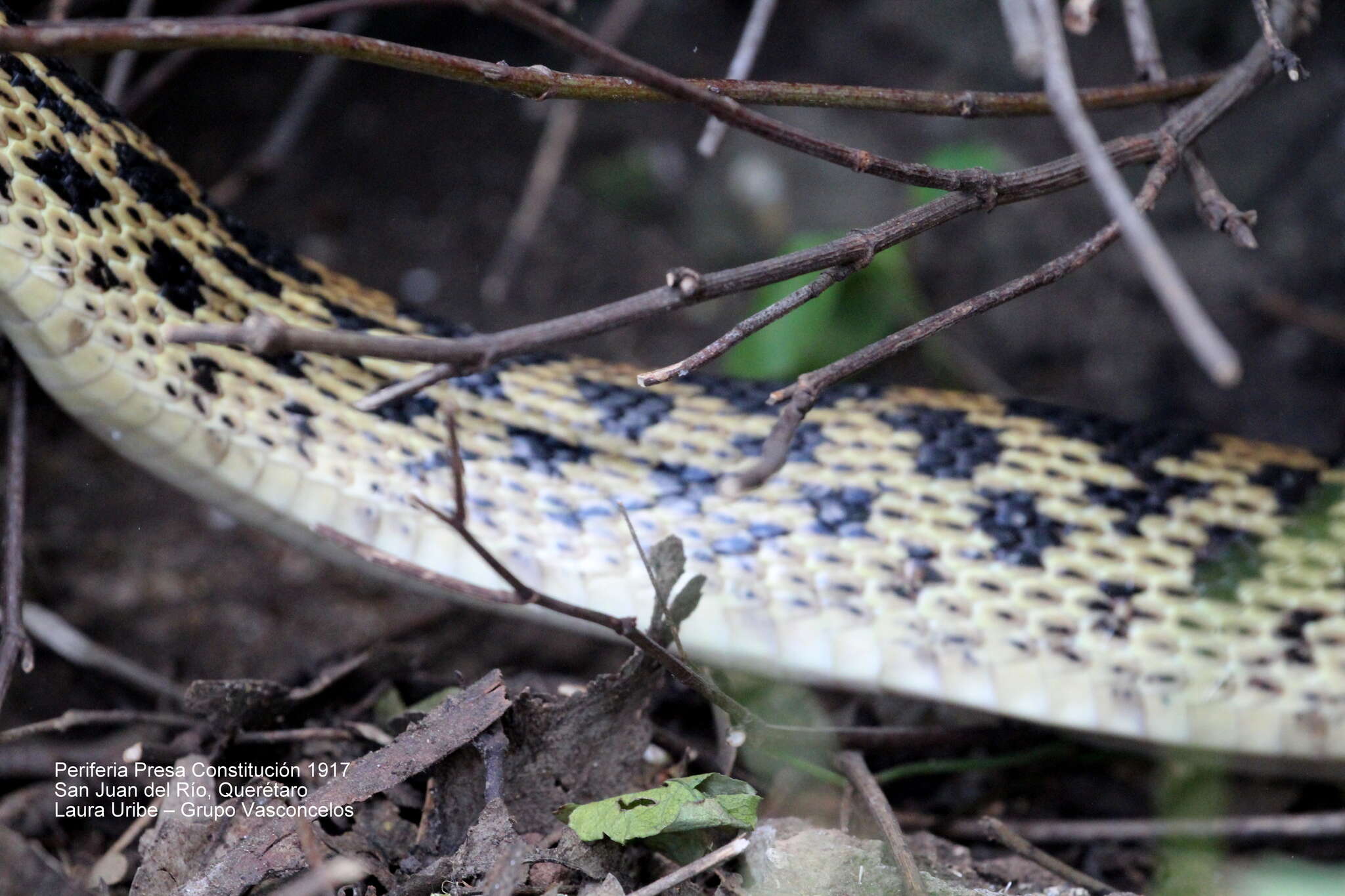 Image of Pituophis deppei deppei (A. M. C. Duméril 1853)