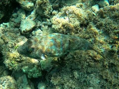 Image of Longnose Puffer