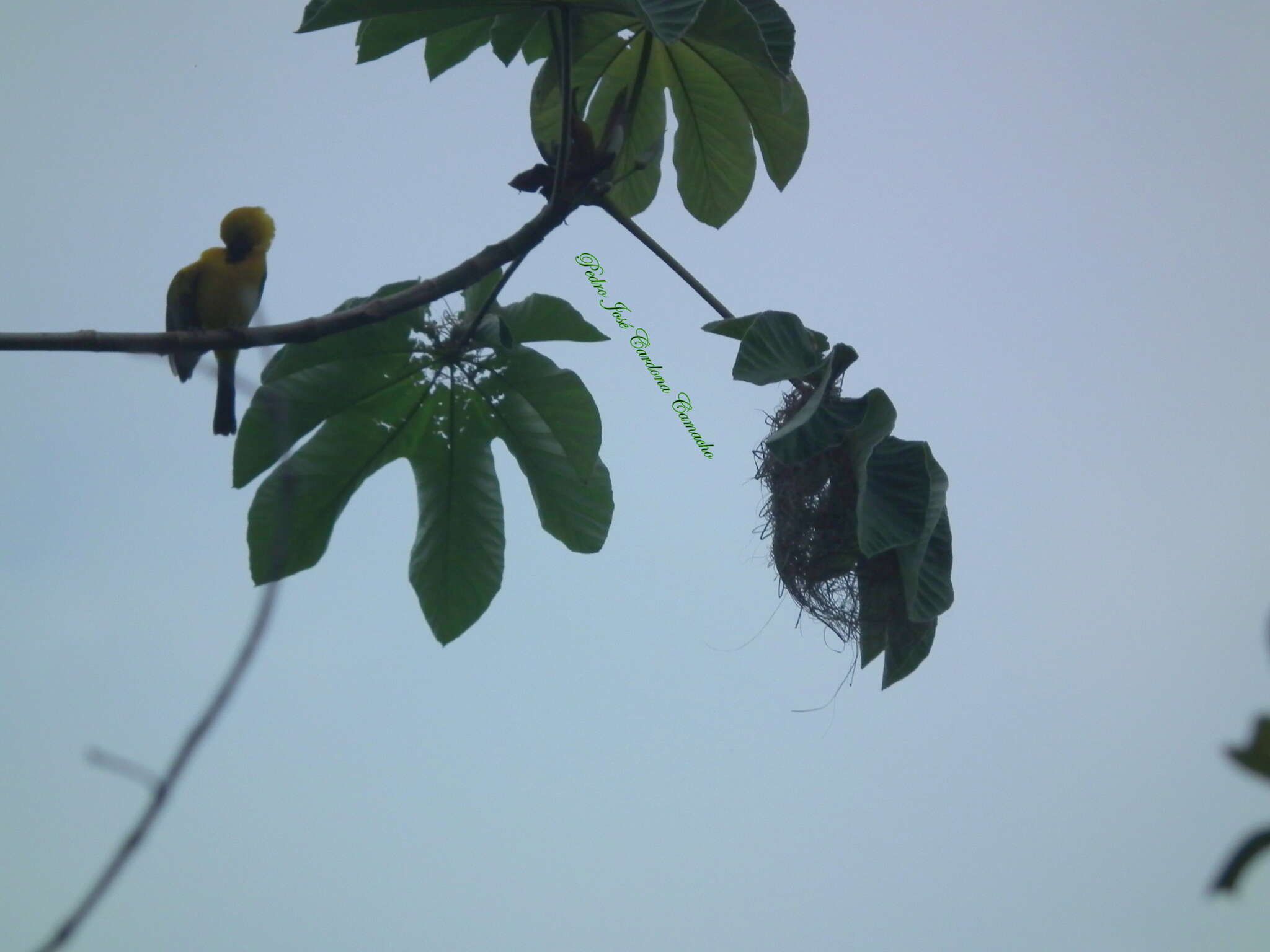 Image of Icterus nigrogularis nigrogularis (Hahn 1819)