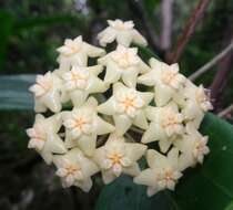 Image of Hoya pottsii Traill