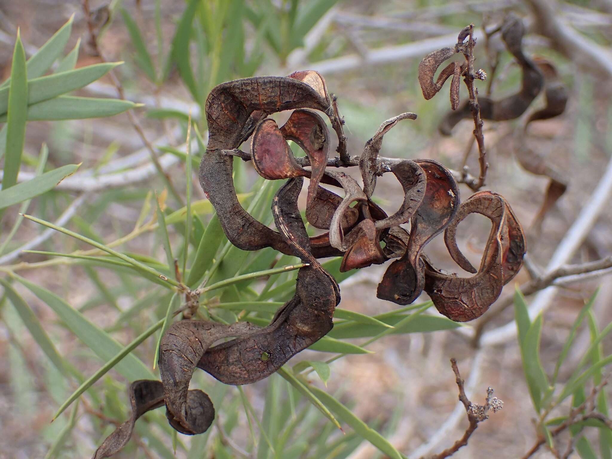 Sivun Acacia oswaldii F. Muell. kuva