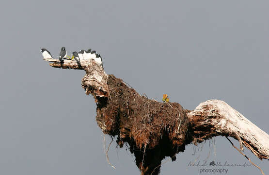 Image of Great Woodswallow