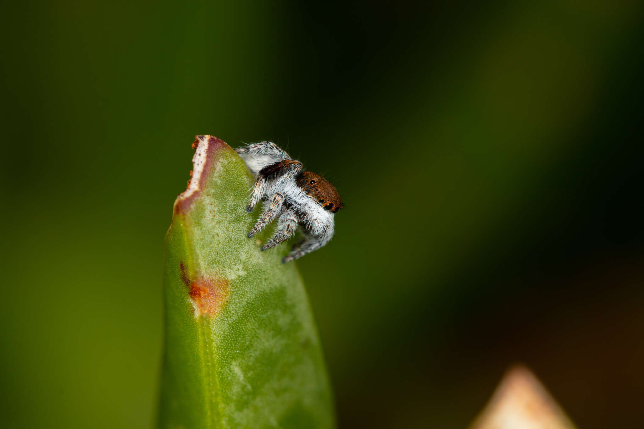 Image of Maratus albus Otto & Hill 2016