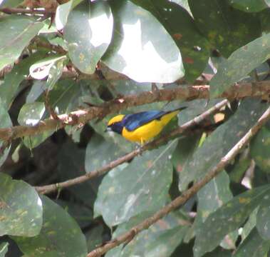 Image of Yellow-crowned Euphonia