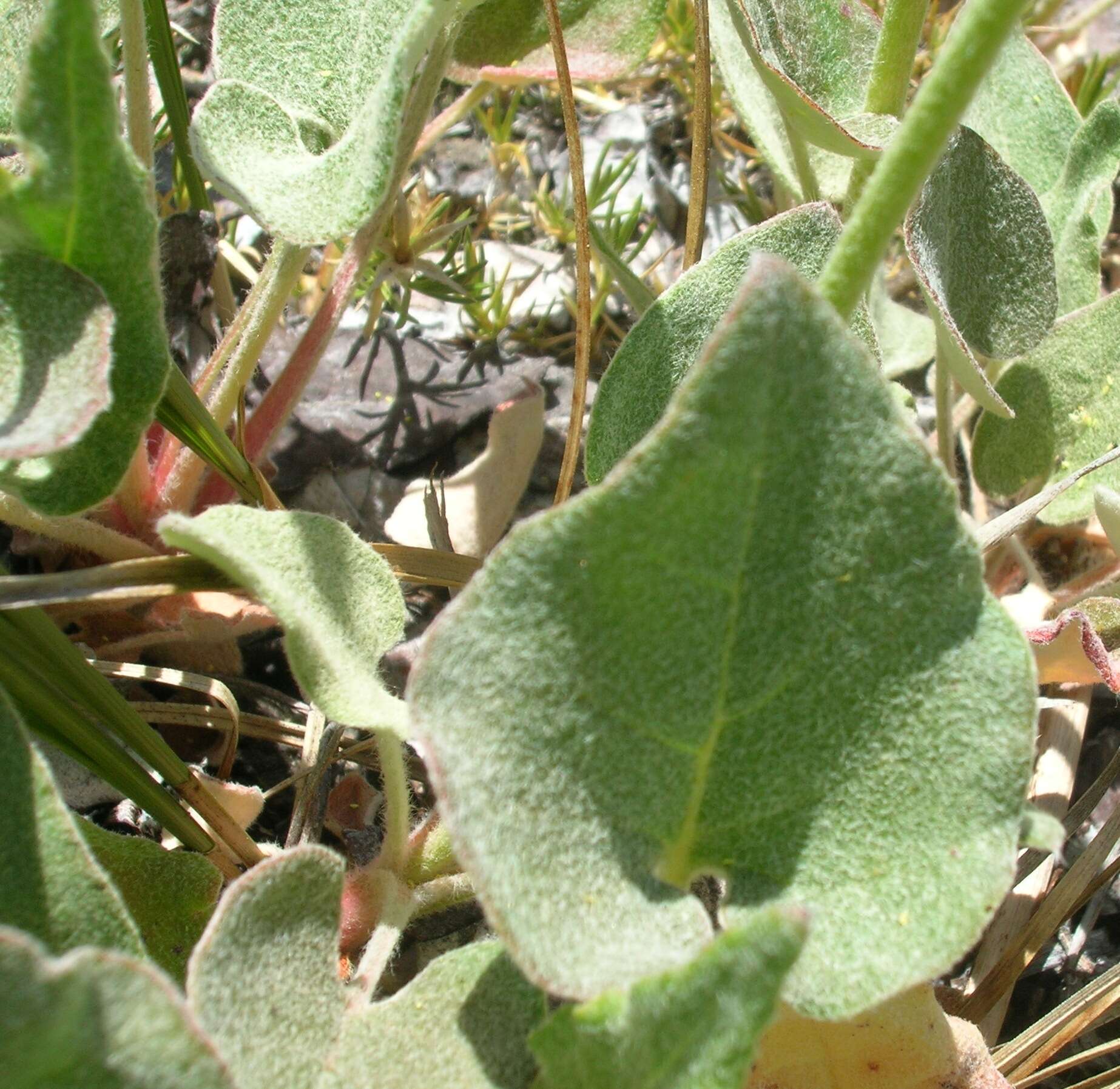 Image of arrowleaf buckwheat