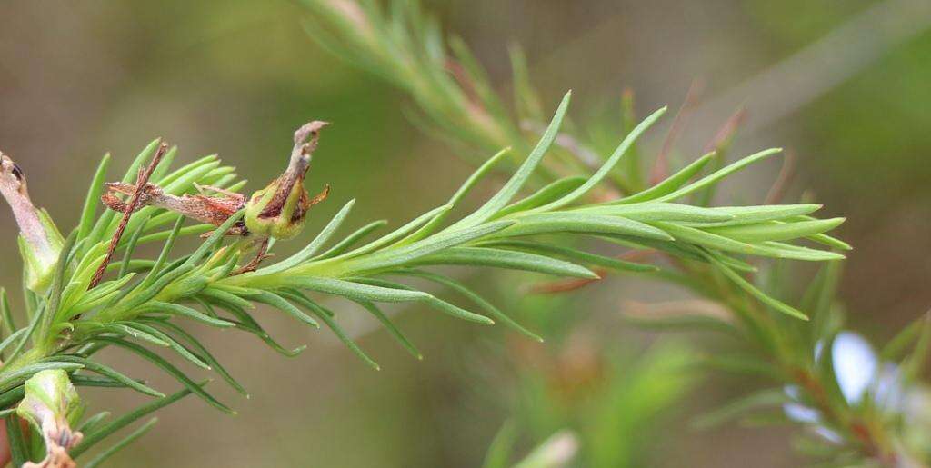 Image of Pine-leaf Lobelia