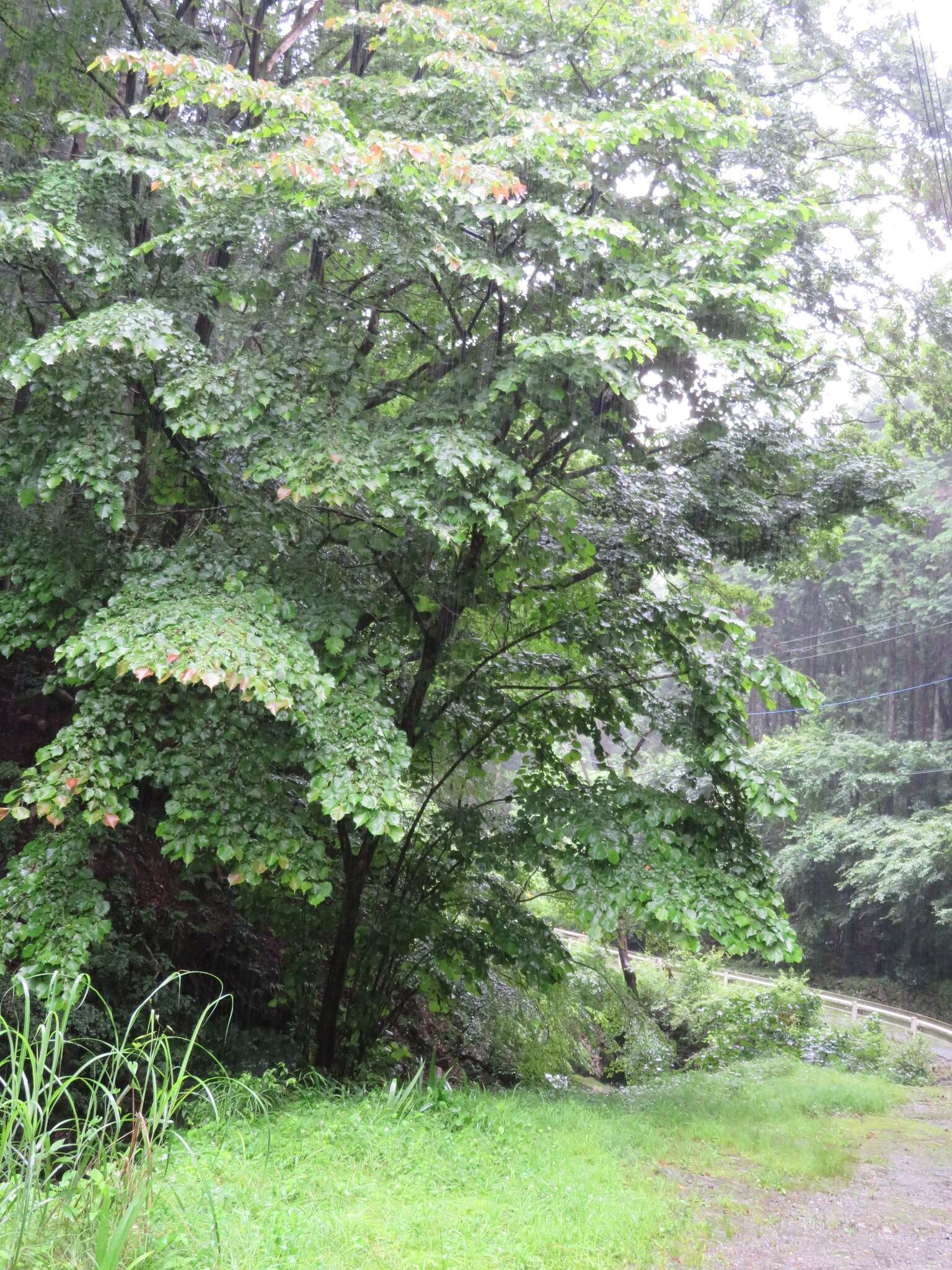 صورة Euptelea polyandra Siebold & Zucc.