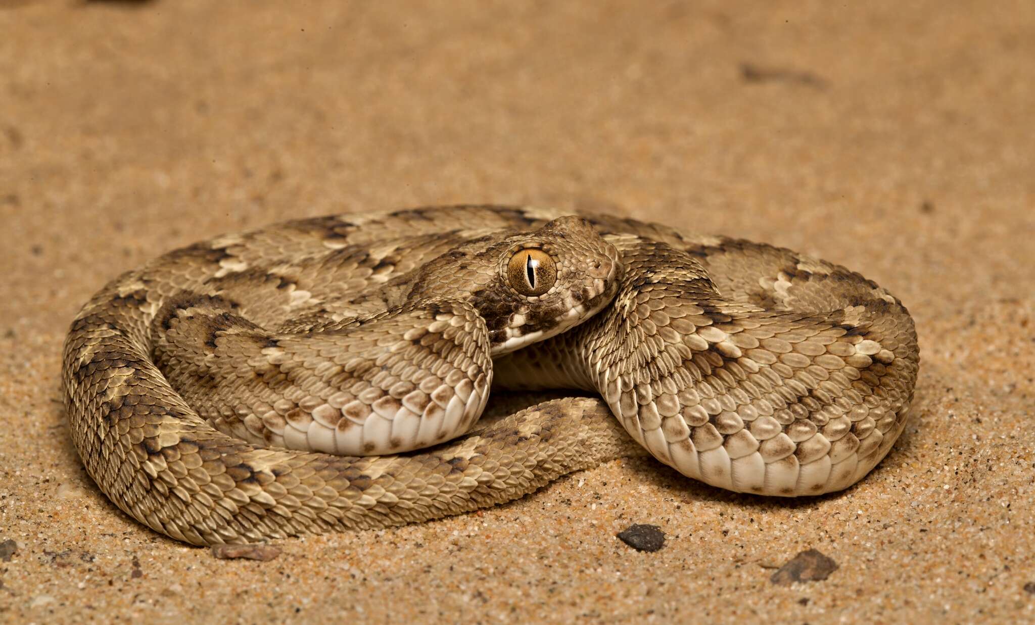 صورة Echis carinatus sochureki Stemmler 1969