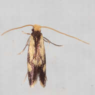 Image of Isocorypha mediostriatella (Clemens 1865)