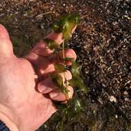 Image of Richardson's pondweed