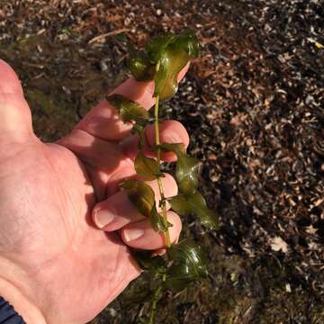 Image of Richardson's pondweed