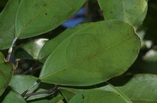 Слика од Bocoa prouacensis Aubl.