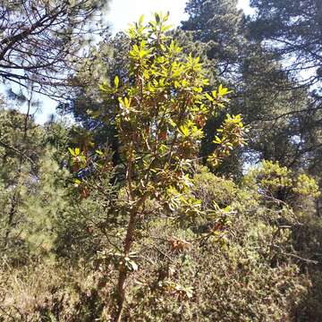 Image of Arbutus bicolor S. González, M. González & P. D. Sørensen