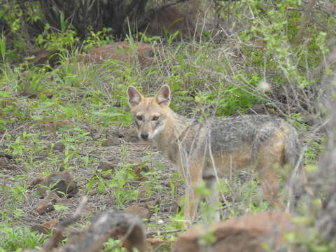 Image of Common jackal