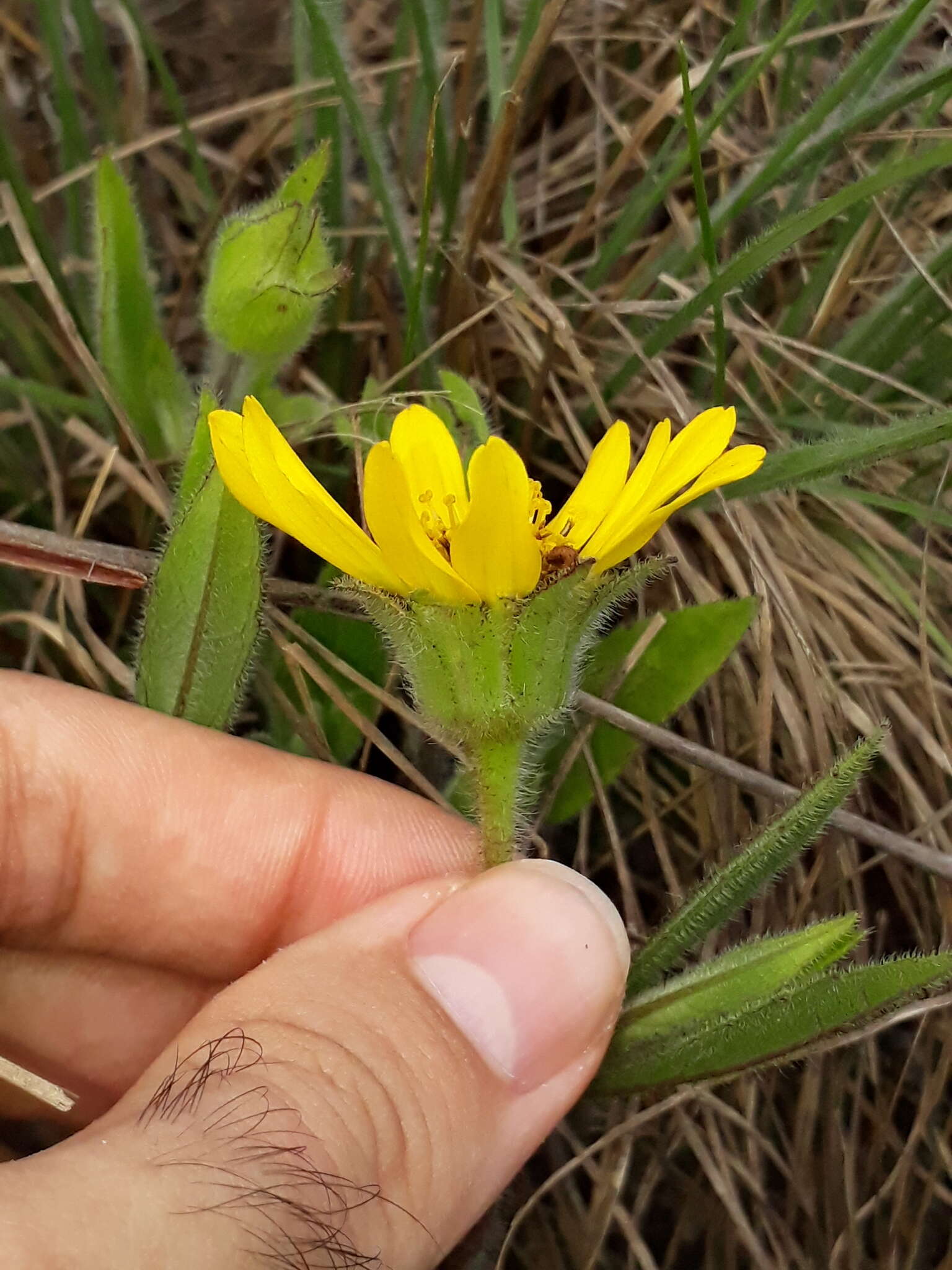 Image of Wedelia foliacea (Spreng.) B. L. Turner