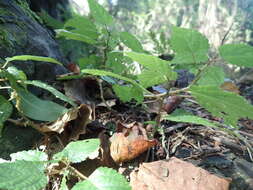 Image of Droguetia iners subsp. iners