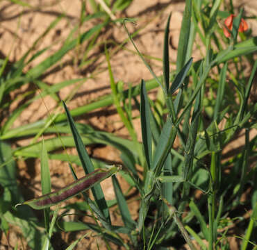 Image of Lathyrus hierosolymitanus Boiss.