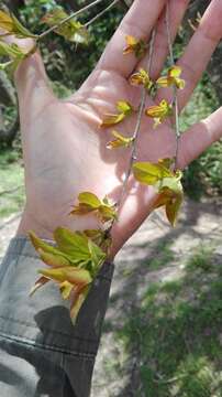 Image of Terminalia australis Cambess.