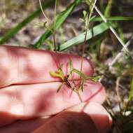 Image of Schkuhria schkuhrioides (Link & Otto) Thell.