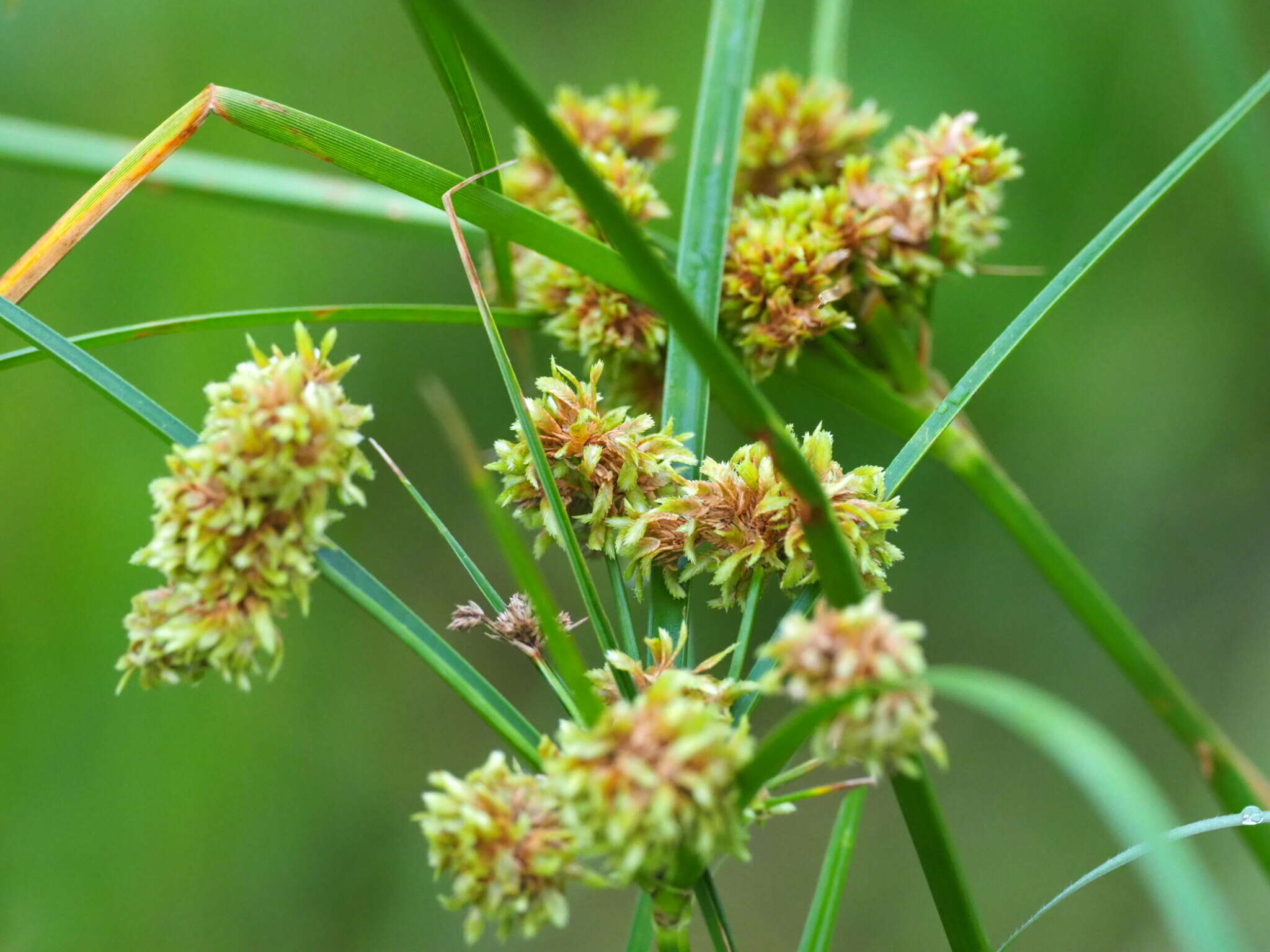 Image of woodrush flatsedge