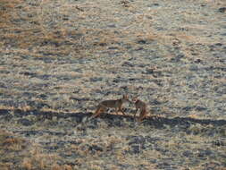 Image of Vulpes vulpes niloticus (É. Geoffroy Saint-Hilaire 1803)