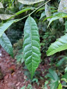 Image of Sorocea bonplandii (Baill.) Burger, Lanj. & Boer