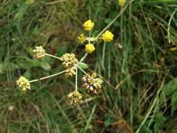 Image of Bupleurum alpigenum Jord. & Fourr.