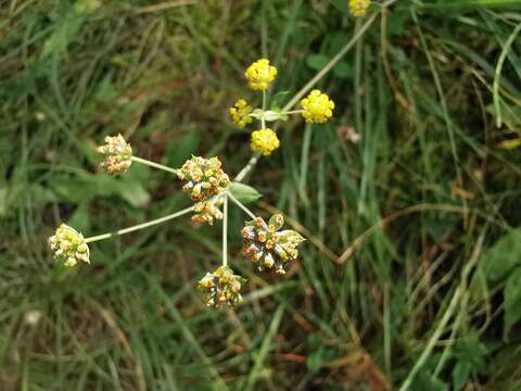 Image of Bupleurum alpigenum Jord. & Fourr.